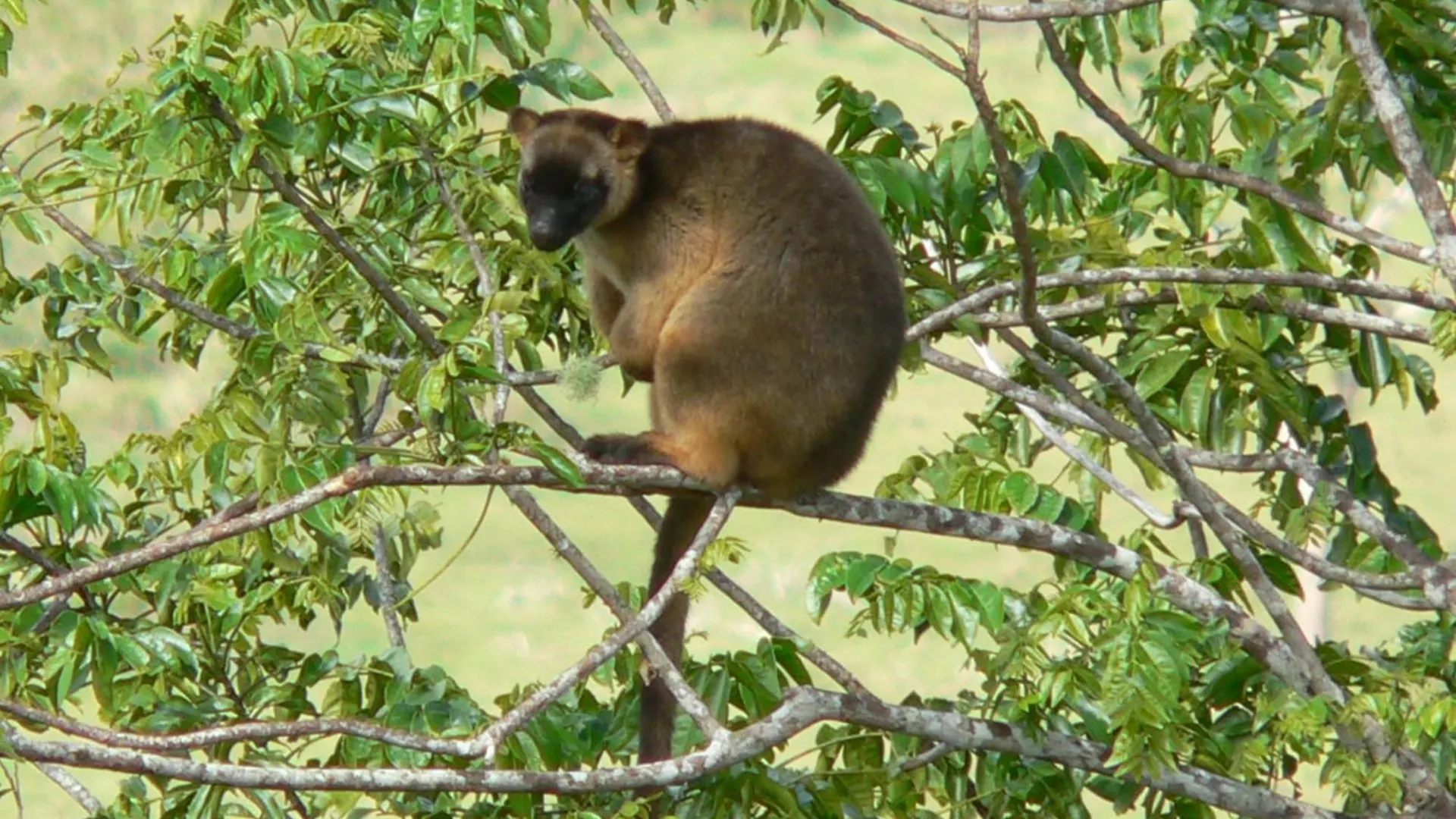 Mt Quincan Crater Retreat Yungaburra Australia